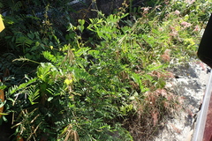 Tephrosia noctiflora