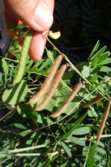 Tephrosia noctiflora