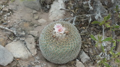 Epithelantha greggii greggii