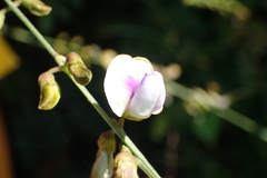 Tephrosia noctiflora