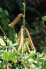 Tephrosia noctiflora
