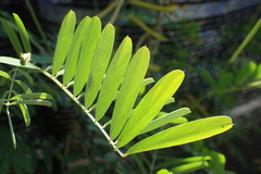 Tephrosia noctiflora