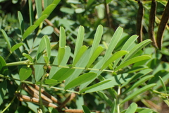 Tephrosia noctiflora