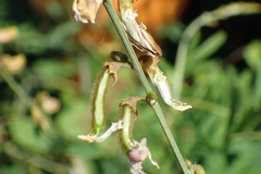 Tephrosia noctiflora