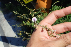 Tephrosia noctiflora