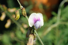 Tephrosia noctiflora