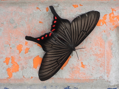 Epicopeia hainesii
