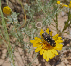 Acmaeodera gibbula