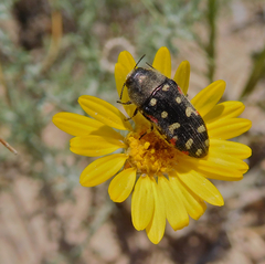 Acmaeodera gibbula