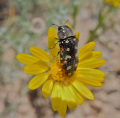 Acmaeodera gibbula
