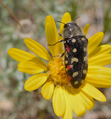 Acmaeodera gibbula
