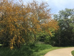 Vachellia farnesiana