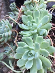 Echeveria prolifica