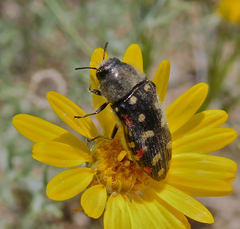 Acmaeodera gibbula