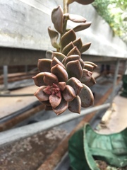 Graptopetalum