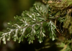 Image of Hymenophyllum devolii