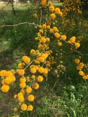 Vachellia farnesiana