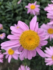 Tanacetum coccineum