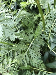 Tanacetum coccineum