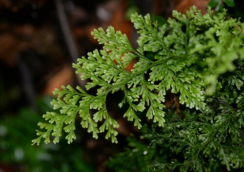 Vandenboschia maxima in life