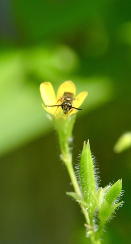 Confusing Furrow Bee photo 4
