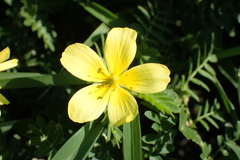 Tribulus taiwanense