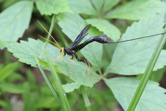 Megarhyssa atrata