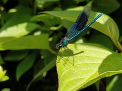 Calopteryx splendens