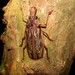Macrodontia cervicornis - Photo (c) Sidnei Dantas,  זכויות יוצרים חלקיות (CC BY-NC), הועלה על ידי Sidnei Dantas