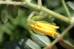 Tribulus taiwanense