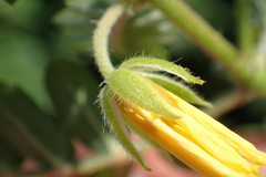 Tribulus taiwanense