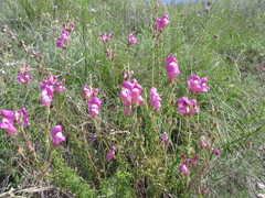 Antirrhinum tortuosum