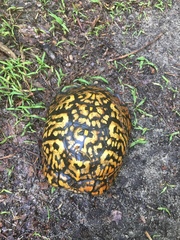 Terrapene carolina