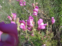 Antirrhinum tortuosum
