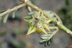 Tribulus taiwanense