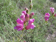 Antirrhinum tortuosum