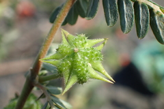 Tribulus taiwanense