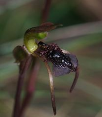 Chiloglottis reflexa