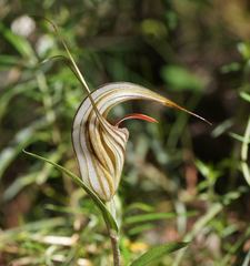 Pterostylis coccina