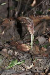 Pterostylis coccina