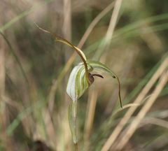 Pterostylis laxa
