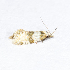 Aethes argentilimitana