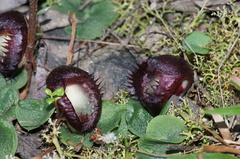Corybas hispidus