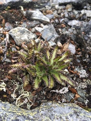 Pedicularis hirsuta