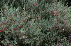 Grevillea obtusifolia