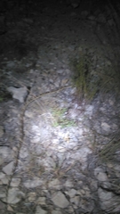 Bogertophis subocularis