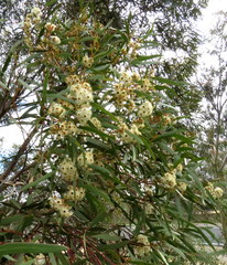 Eucalyptus calycogona