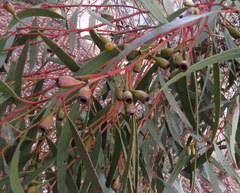 Eucalyptus calycogona