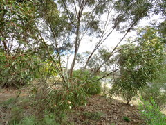 Eucalyptus calycogona