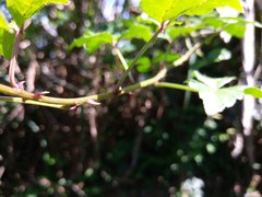 Eleutherococcus trifoliatus setosus
